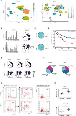 Frontiers | Transcriptome Profiling Reveals B-Lineage Cells Contribute ...